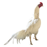 Ovos Galados De Galo Tailandes Branco Puro 6 Ovos