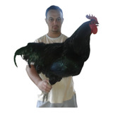 Ovos Galados De Gigante Negro De Jersey Linha Importada