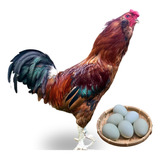 Ovos Galados Férteis De Ameraucana 1 Dúzia