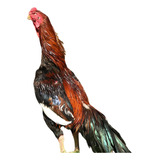 Ovos Galados Férteis De Galo Indio Bico Curto Meia Dz