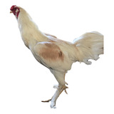 Ovos Galados Férteis De Gigante Alemão 1 Dúzia