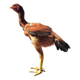 Ovos Galados Galinha Gigante 12 Ovos