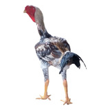 Ovos Galados Índio Gigante 10 Ovos