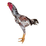 Ovos Galados Indio Gigante E Pintinhos Mil Flores E Pintadin