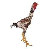 Ovos Galados Indio Gigante Oferta 