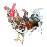 Ovos Galados Musico - Compre 12 Leve 14