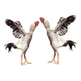 Ovos Galo Índio Gigante 15 Unidades.