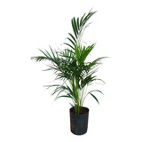 Palmeira Areca 70 Cm A 1,10 M Linda Muda Para Vaso Ou Jardim