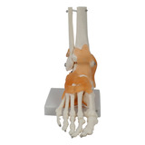 Para A-a Modelo De Articulação Do Pé Com Ligamentos, Modelo