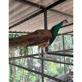 Pavão Azul Real - Aves Ornamentais (apenas Retirada)