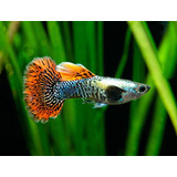 Pct. C/ 5 Casais Peixes Lebiste Red Dragon-água Doce-aquário