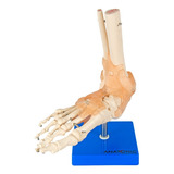Pé C/ Articulação E Ligamentos Tamanho Natural + Suporte