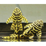 Peixe Cascudo Tigre Ouro (l134)