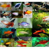 Peixe Coloridos Para Aquário Comunitário Pct 10und 