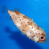Peixe Diodon Holocanthus - Baiacu - Aquário Marinho