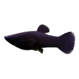 Peixe Molinésia Negra Kit Com 10