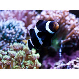 Peixe Ocellaris Black Comum - Nemo - Aquário Marinho