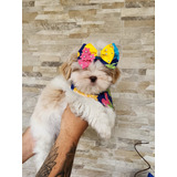 Perfeita Filhotes De Shih Tzu