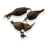 Pimenta Da Costa Fava De Ataré Africana Original 6 Unidades 
