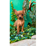 Pinscher N0 Legítimo