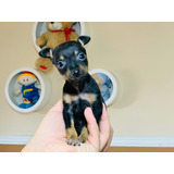 Pinscher Numero 0