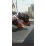 Pinscher Zero Filhote Miniatura Macho E Fêmea