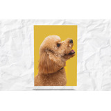 Placa Decorativa Sonho & Arte Linha Pet Dog 21x29 Cm