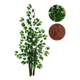 Planta Artificial Ficus Verde Variegata Sem Vaso Decoração