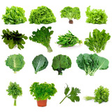 Plantar, Semear, Horta, Plantio Ao Ar Livre, Coentro, Salsa