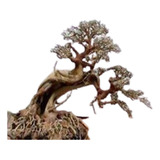 Plantpro Stork Bonsai Ns