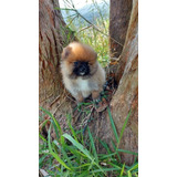 Pompom Macho Luluzinho Miniatura