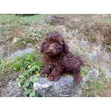 Poodle Machinho Chocolatinho Raridade