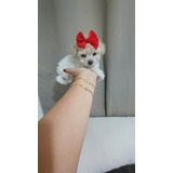 Poodle Mini Toy Fêmea