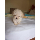 Poodle Toy Macho Dois Meses E Meio
