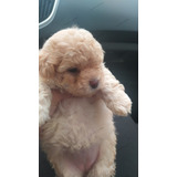 Poodle