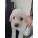 Poodles