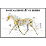 Poster 60x90cm Esqueleto Do Cavalo Anatomia Veterinária 