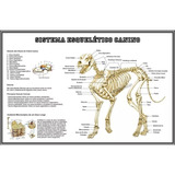 Poster 65x100cm Esqueleto Cão Decoração Veterinária Petshop