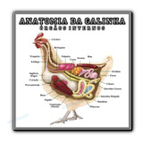 Poster Medicina Veterinária 70x70cm Órgãos Internos Da Galinha - Plastificado