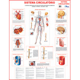 Poster Sistema Circulatório Cardiovascular Corpo Humano Mapa Anatomia Medicina Gigante