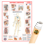 Poster Sistema Linfático Mapa Medicina Anatomia Corpo Humano Gigante