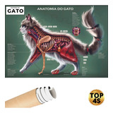 Poster Veterinário Gato Pet Cat Anatomia Poster Corpo Animal