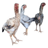 Promoção Relâmpago De Ovos De Índio Gigante 