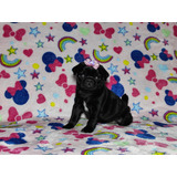Pug Femea Filhote Preta