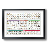 Quadro Animais Bichos Coleção Tipo Paspatur C Moldura 42x30