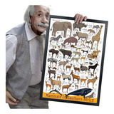 Quadro E Moldura Coleções Arte Animais Bichos A2 60x42cm