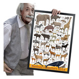 Quadro E Moldura Coleções Arte Animais Bichos A2 60x42cm