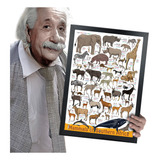 Quadro E Moldura Coleções Arte Animais Bichos A3 42x30cm