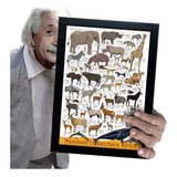 Quadro E Moldura Coleções Arte Animais Bichos A4 30x21cm