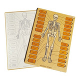  Quebra-cabeças Esqueleto Partes Corpo Humano Anatomia